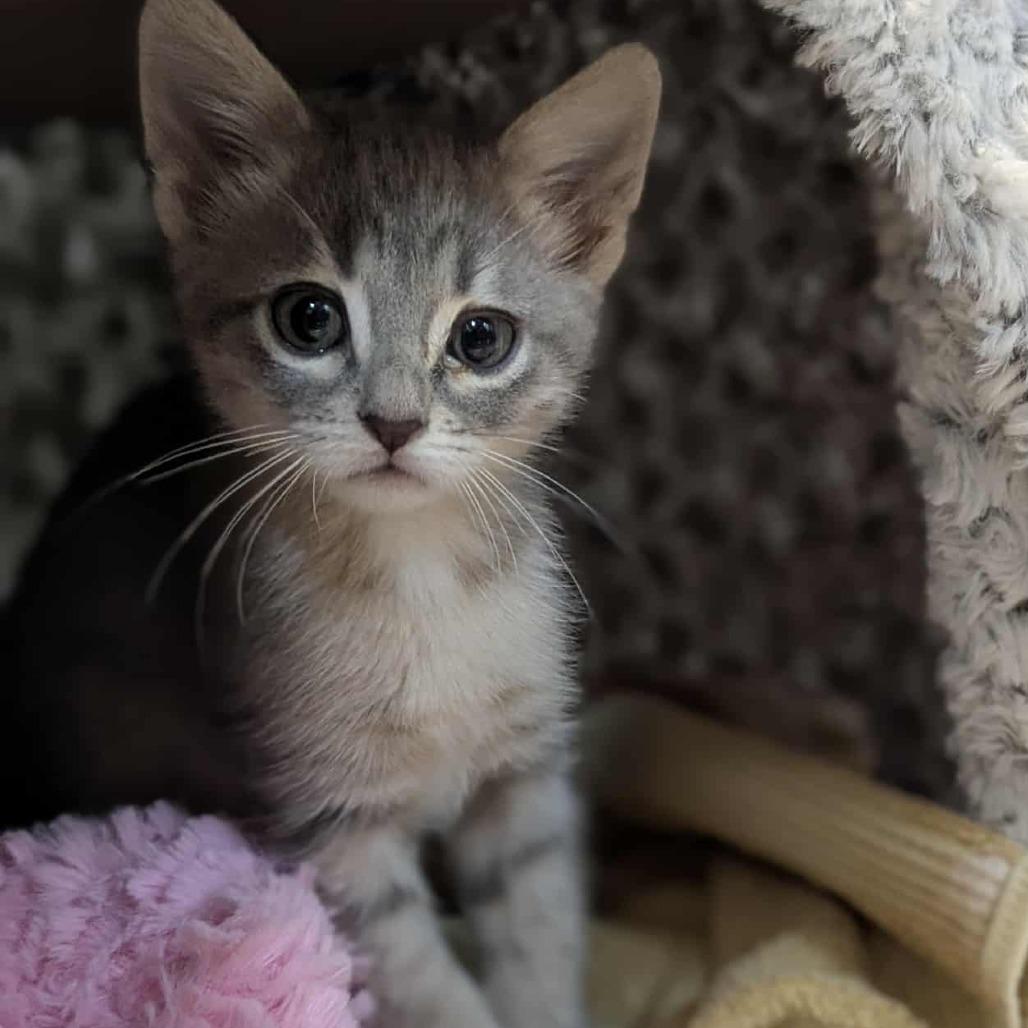 Enlarge One, a Adoptable Domestic Short Hair in Sioux Falls, SD image 1/1