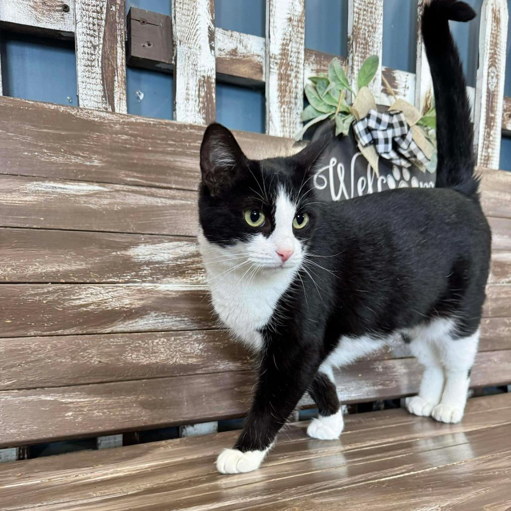 Enlarge Oreo, a Adoptable Domestic Short Hair in Union City, PA image 1/5