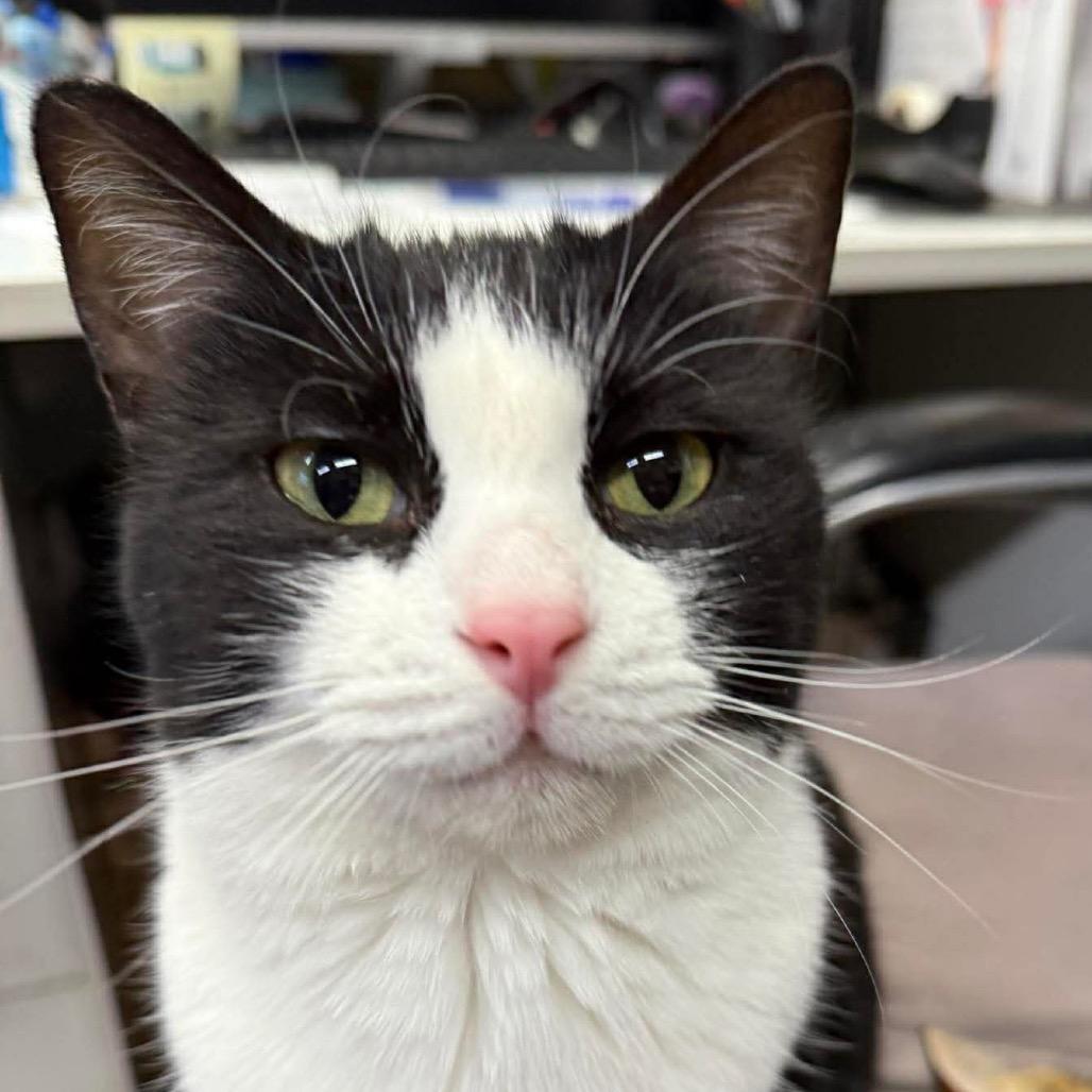 Enlarge Oreo, a Adoptable Domestic Short Hair in Union City, PA image 2/5