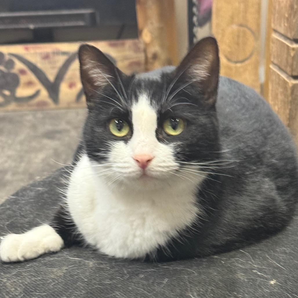 Enlarge Oreo, a Adoptable Domestic Short Hair in Union City, PA image 3/5