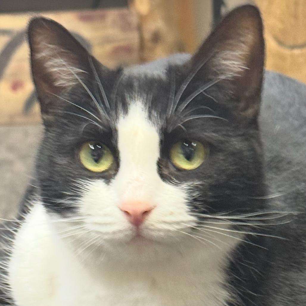 Enlarge Oreo, a Adoptable Domestic Short Hair in Union City, PA image 4/5
