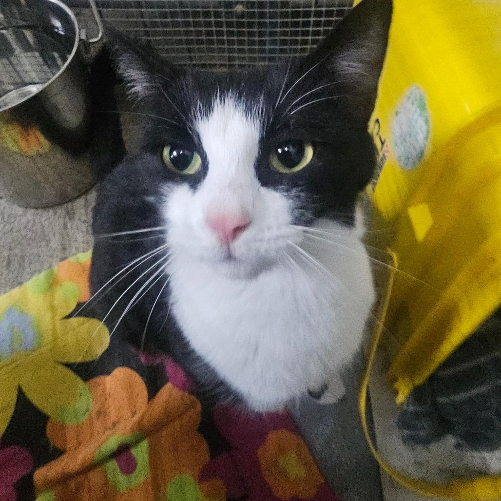 Enlarge Oreo, a Adoptable Domestic Short Hair in Union City, PA image 5/5