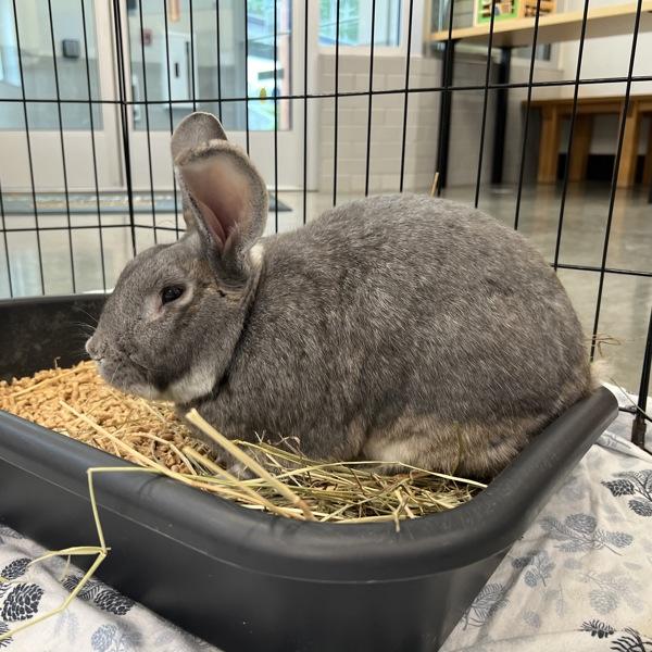 Rodger Rabbit, a Adoptable mixed breed in Silverdale, WA image 2/2