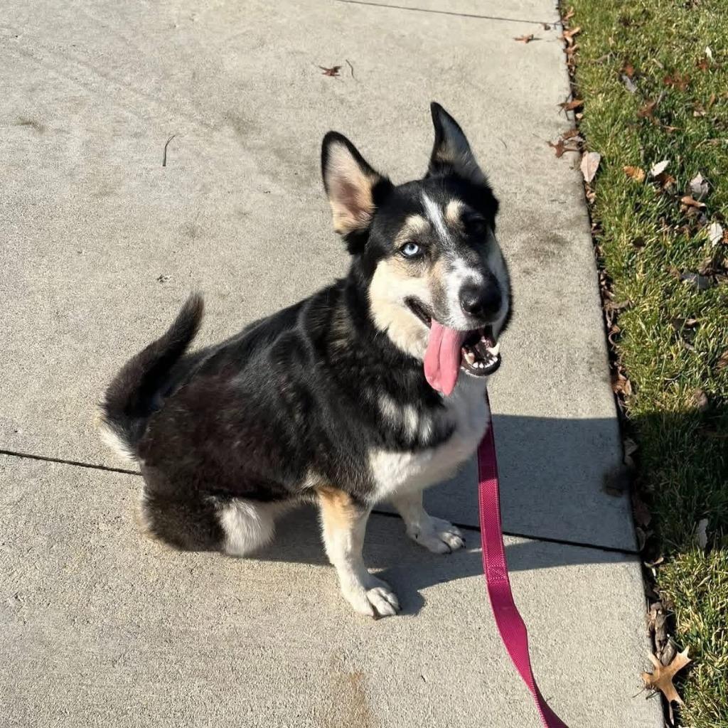 Nami, Adoptable, Adult Female German Shepherd Dog & Husky.