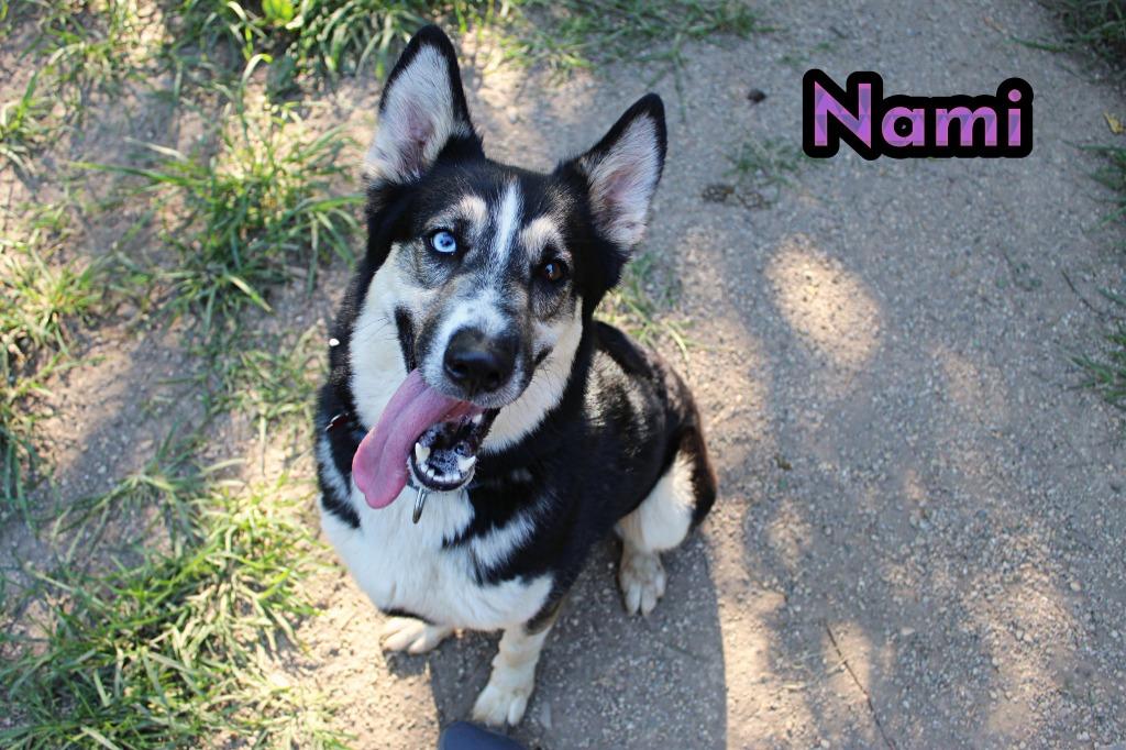 Nami, a Adoptable mixed breed in Indianapolis, IN image 2/5