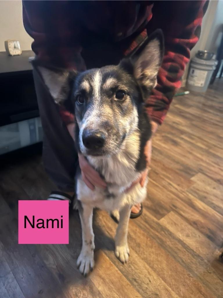 Enlarge Nami, a Adoptable mixed breed in Indianapolis, IN image 1/5