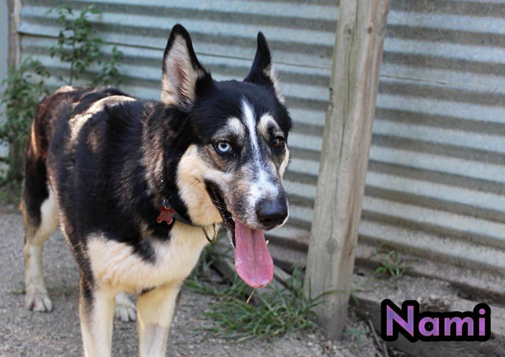 Enlarge Nami, a Adoptable mixed breed in Indianapolis, IN image 2/5