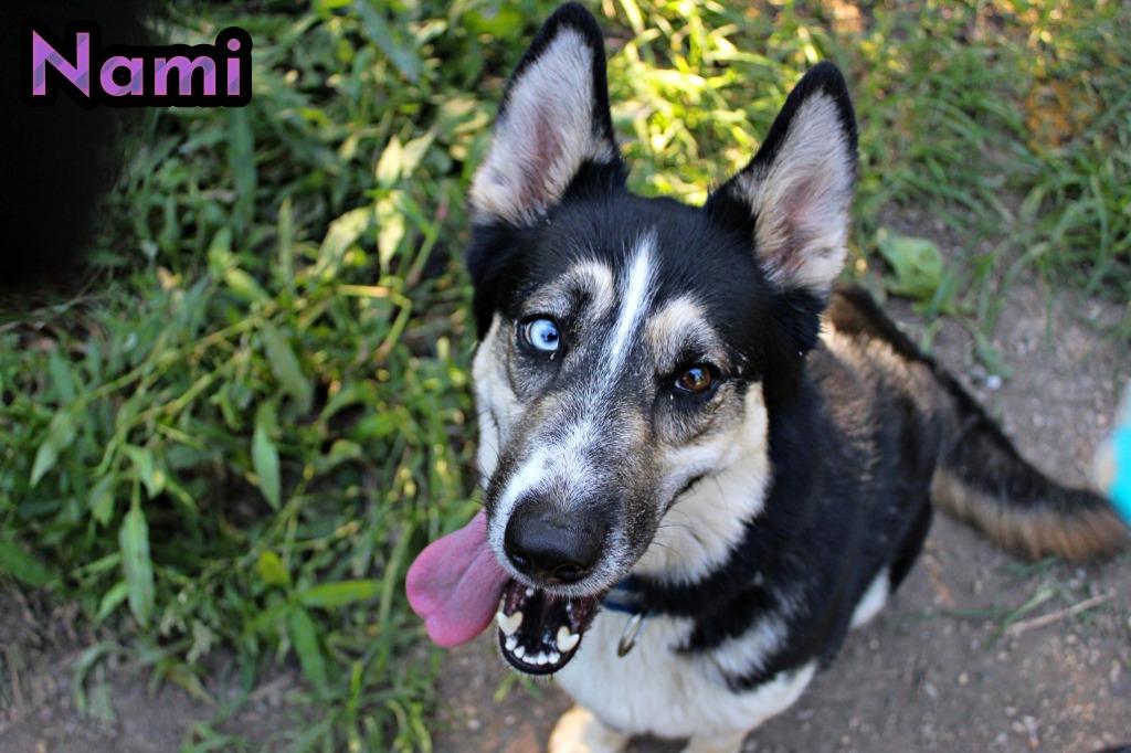 Nami, a Adoptable mixed breed in Indianapolis, IN image 4/5