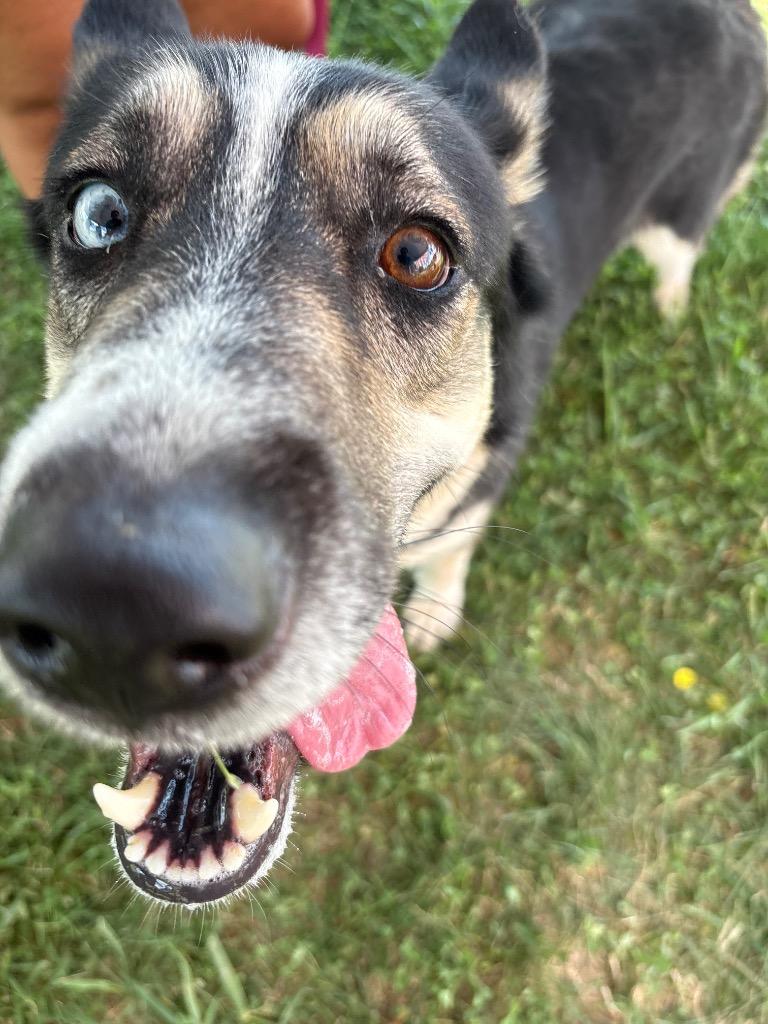 Nami, a Adoptable mixed breed in Indianapolis, IN image 3/5