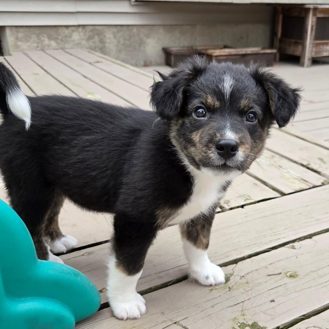 Enlarge Lúcio- Overwatch Support Squad, an adopted mixed breed in Kentwood, MI image 2/6