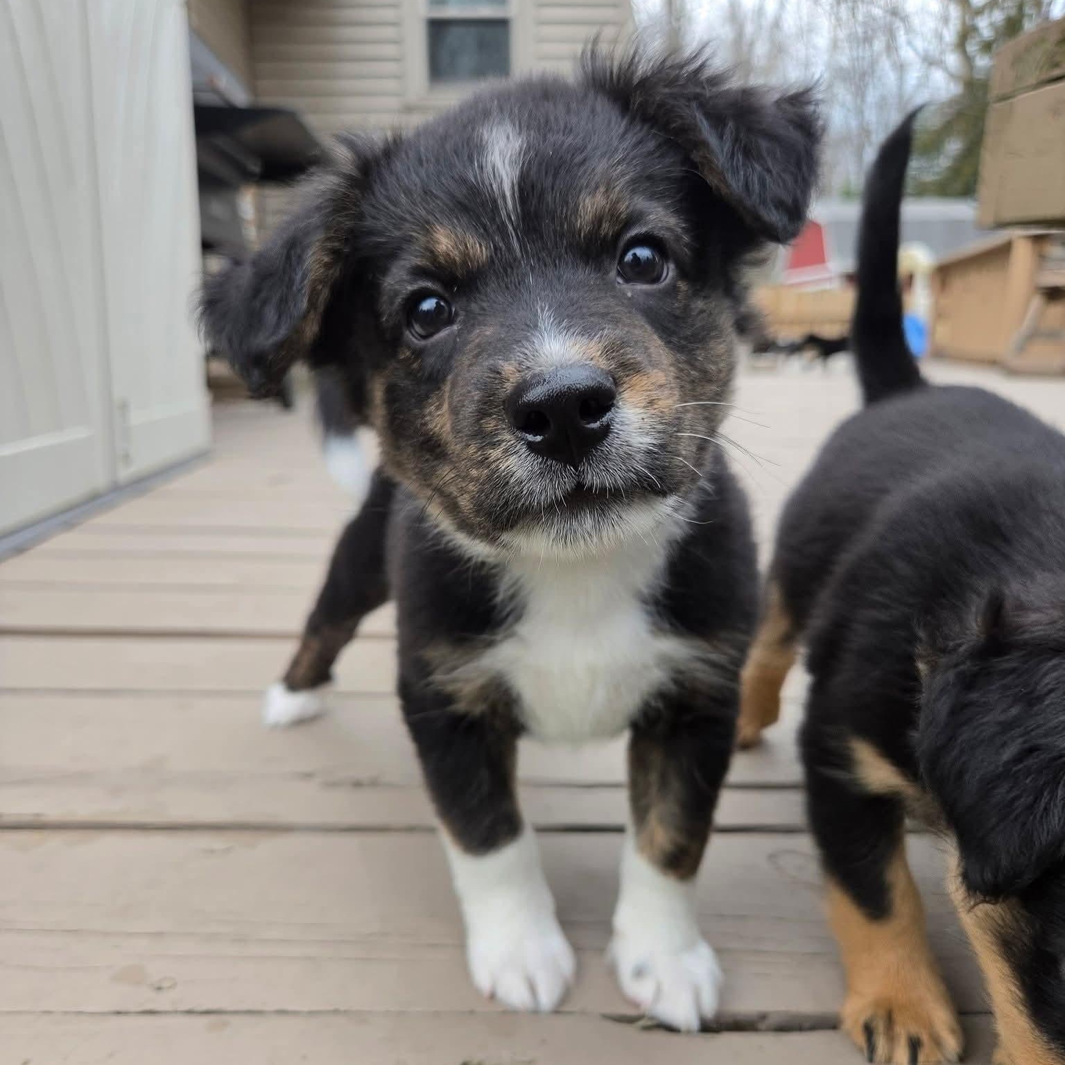 Enlarge Lúcio- Overwatch Support Squad, an adopted mixed breed in Kentwood, MI image 6/6