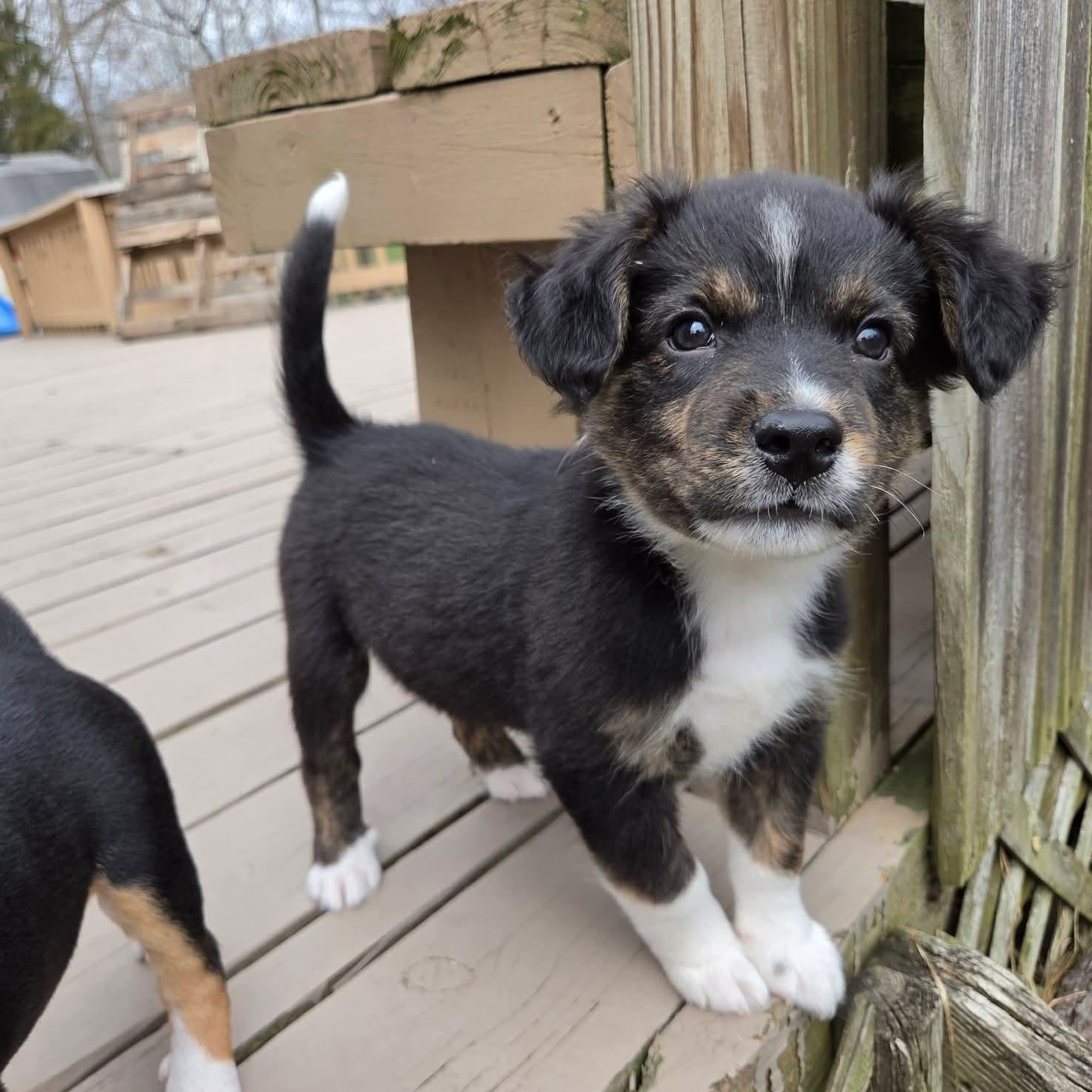 Enlarge Lúcio- Overwatch Support Squad, an adopted mixed breed in Kentwood, MI image 4/6