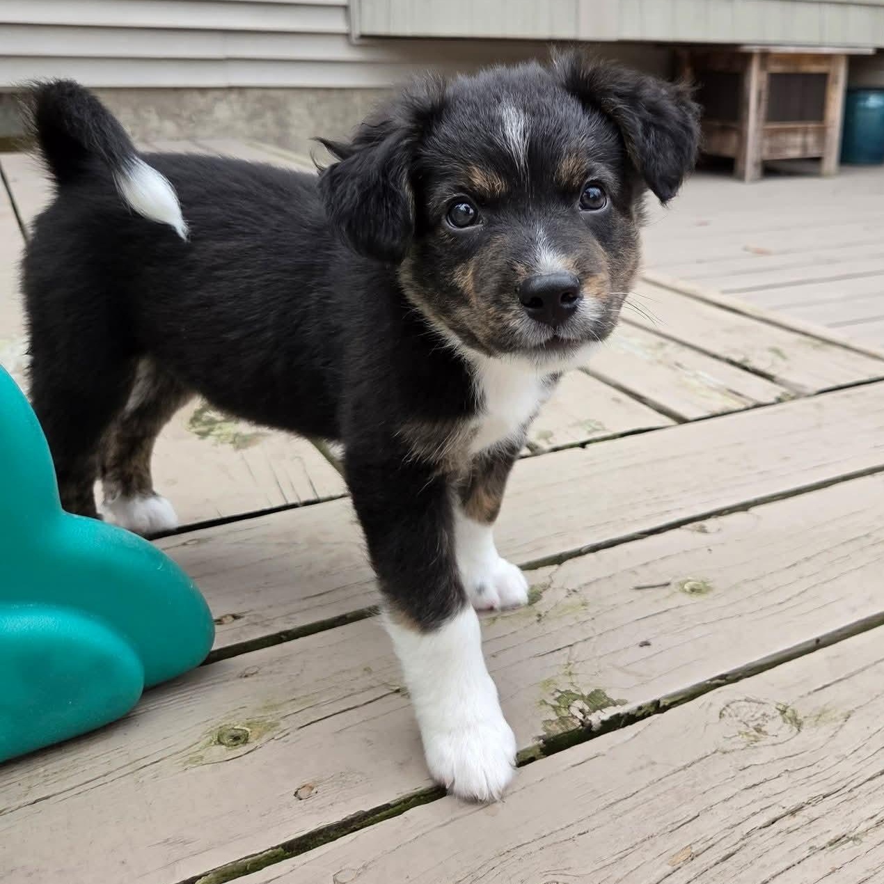 Enlarge Lúcio- Overwatch Support Squad, an adopted mixed breed in Kentwood, MI image 3/6