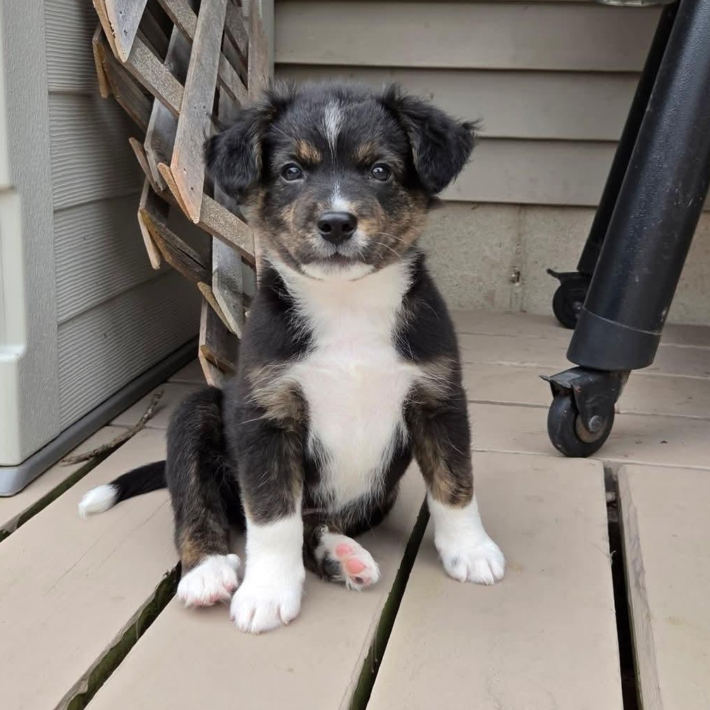 Lúcio- Overwatch Support Squad, adopted, Puppy Male Australian Shepherd.