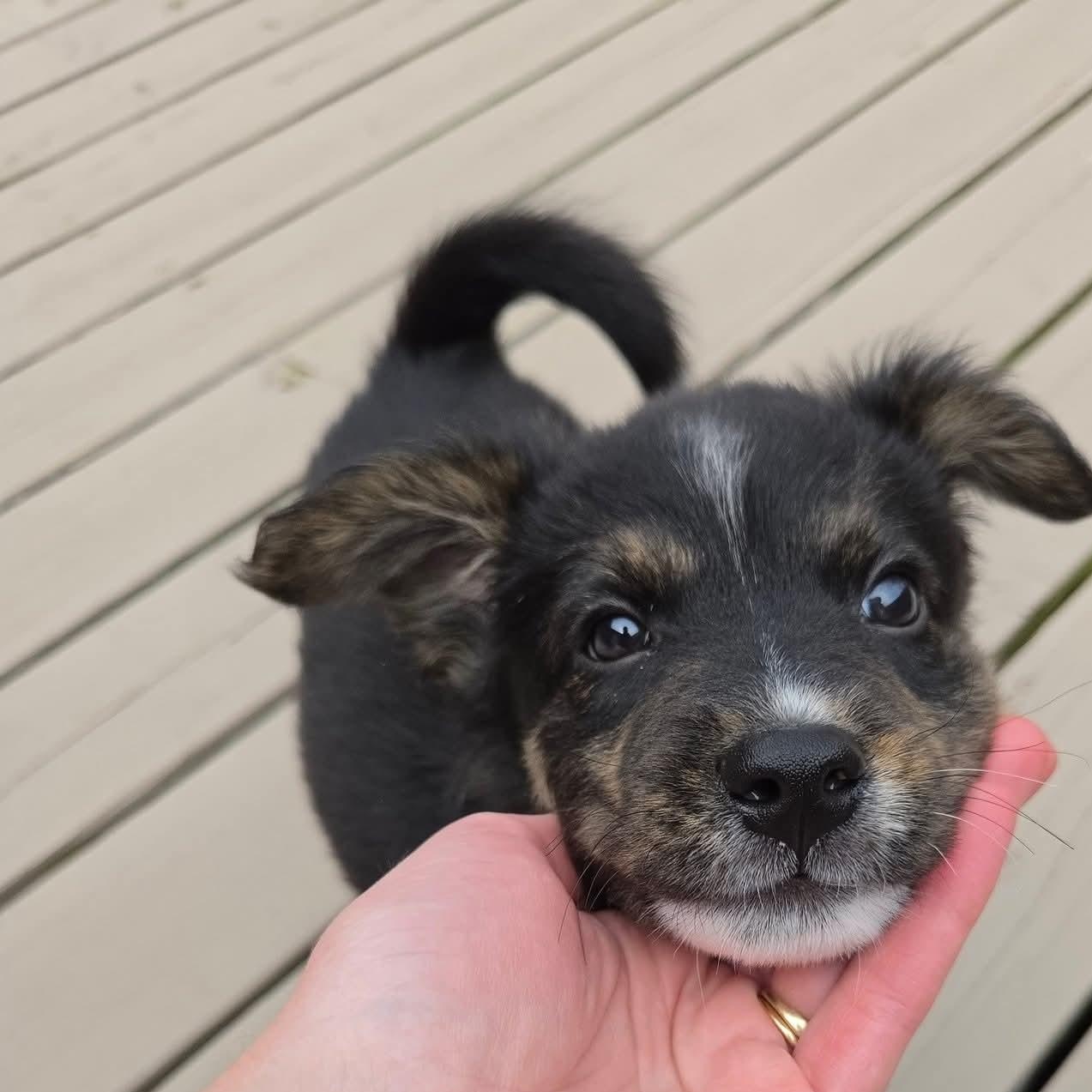 Enlarge Lúcio- Overwatch Support Squad, an adopted mixed breed in Kentwood, MI image 5/6