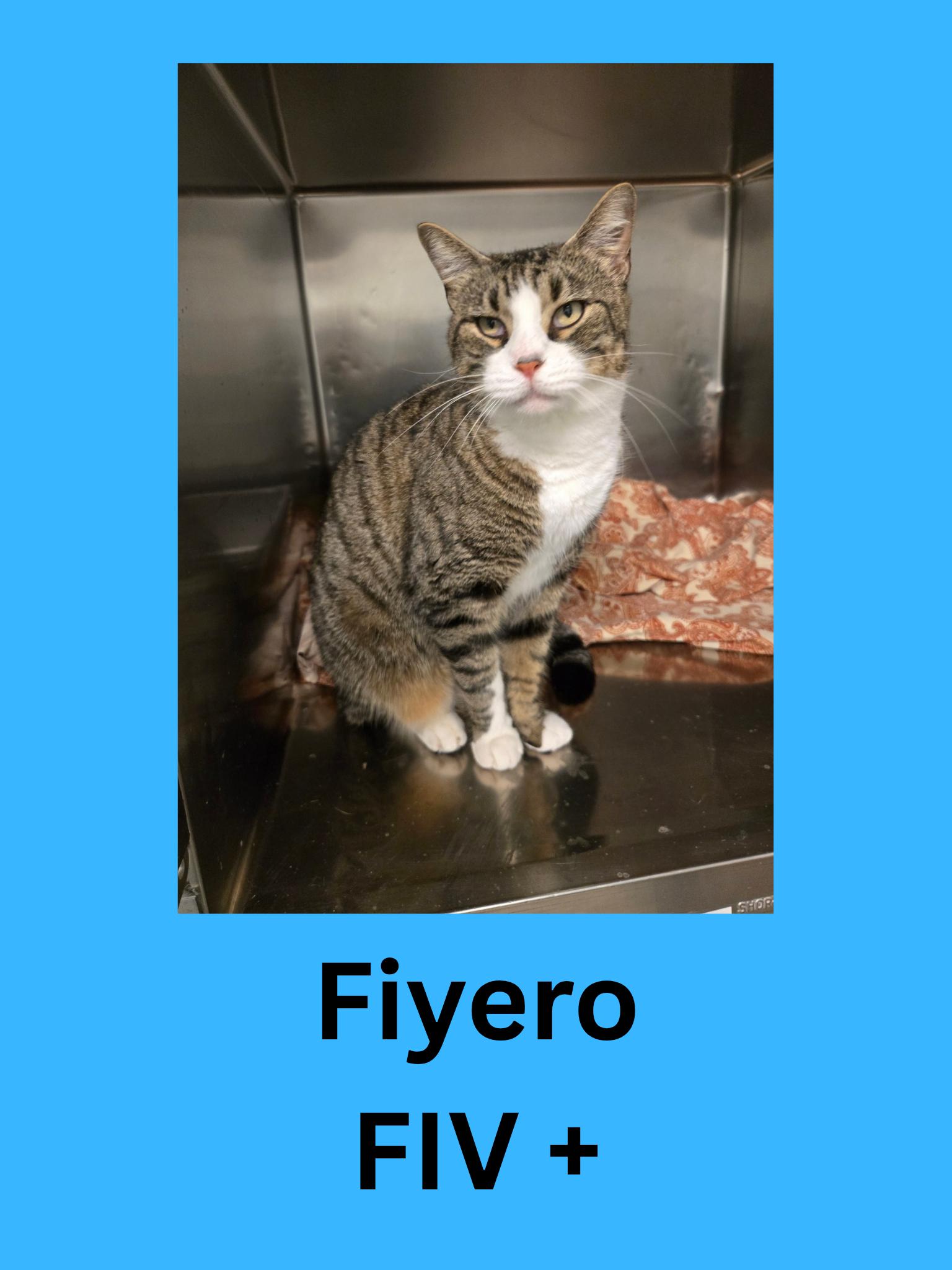 Fiyero, ADOPTABLE, Adult Male Domestic Short Hair.