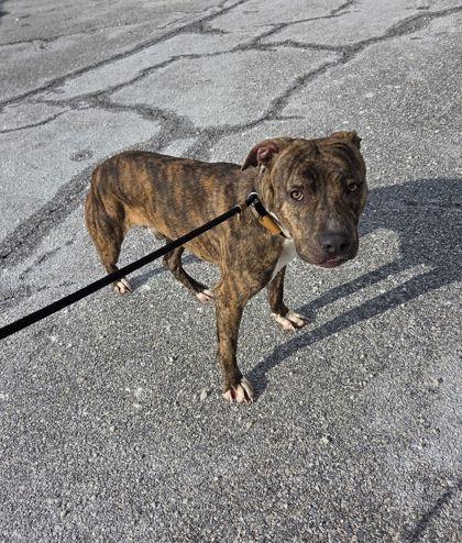 Chuck, Adoptable, Adult Male Mixed Breed & Mixed Breed.