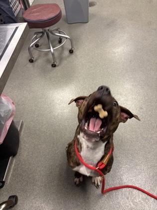 Enlarge Chuck, a Adoptable mixed breed in Fallston, MD image 1/3