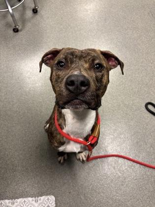 Enlarge Chuck, a Adoptable mixed breed in Fallston, MD image 2/3