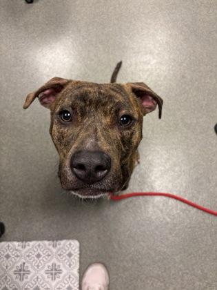 Enlarge Chuck, a Adoptable mixed breed in Fallston, MD image 3/3