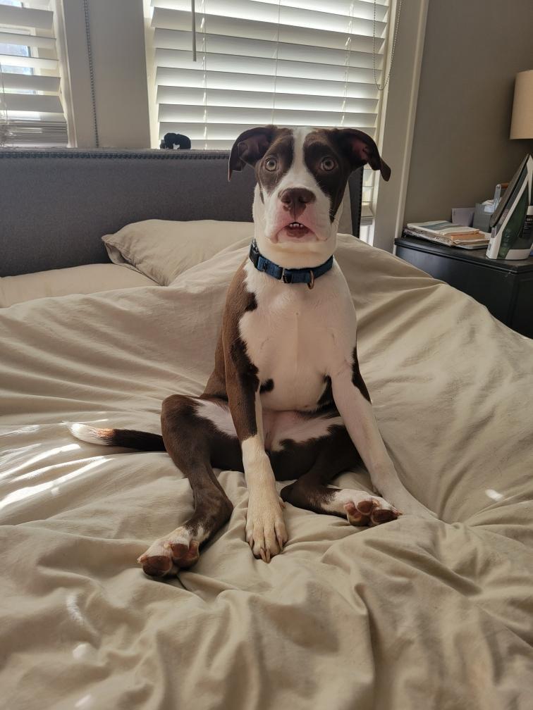 Enlarge Hershey, an adopted mixed breed in Chicago, IL image 2/5