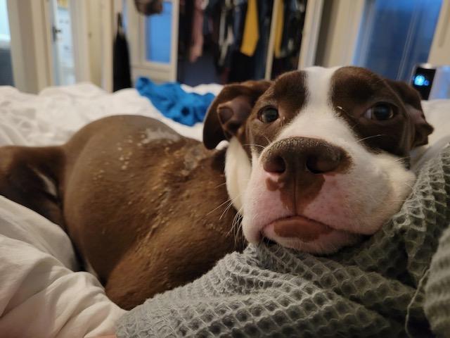 Hershey, adopted, Young Female Pit Bull Terrier.