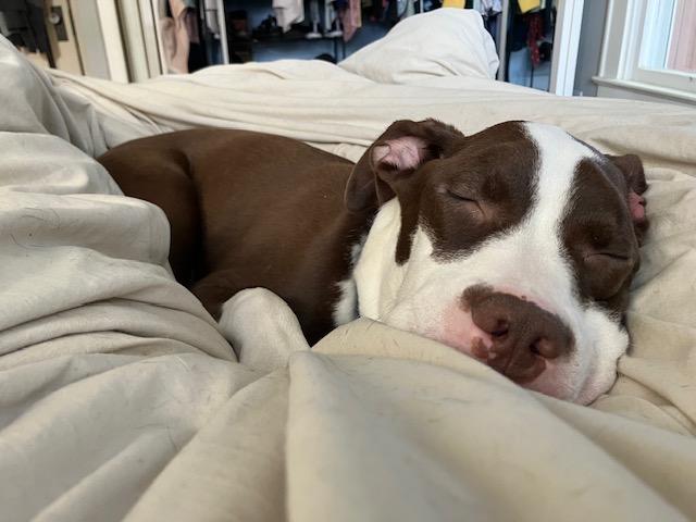 Enlarge Hershey, an adopted mixed breed in Chicago, IL image 3/5