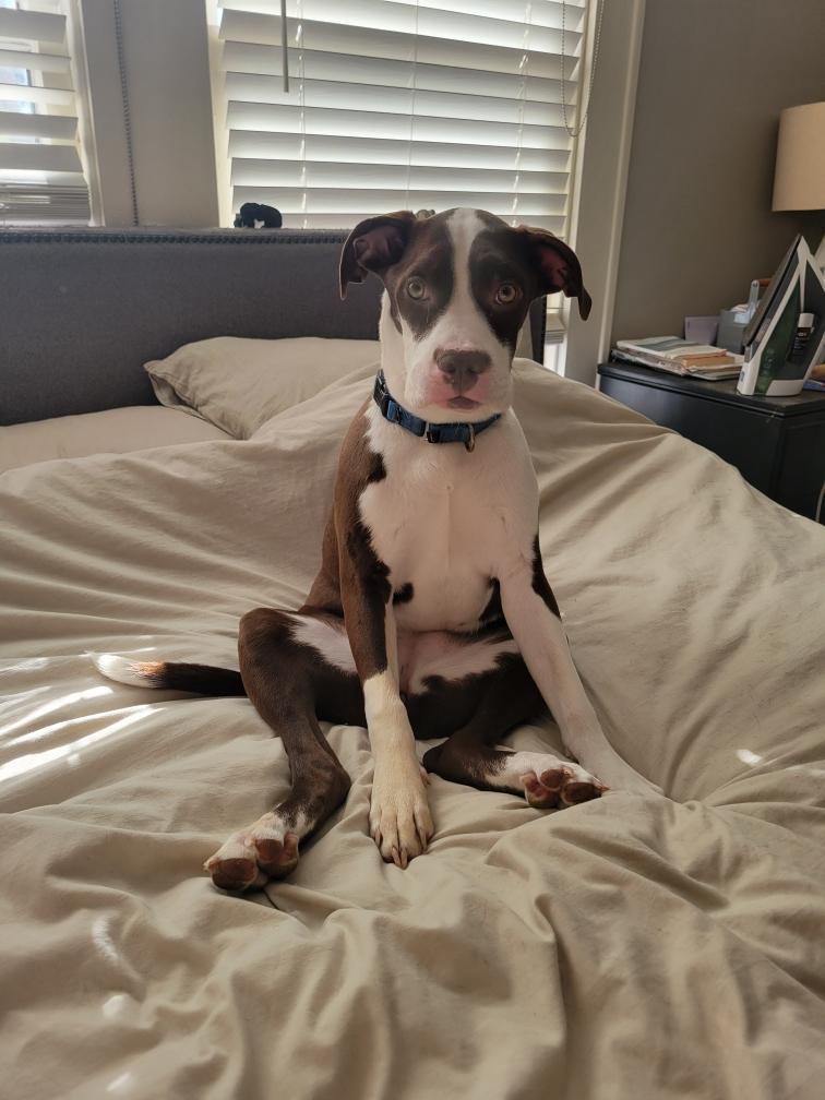 Enlarge Hershey, an adopted mixed breed in Chicago, IL image 4/5