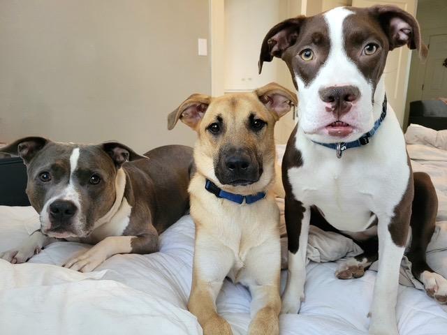 Enlarge Hershey, an adopted mixed breed in Chicago, IL image 5/5