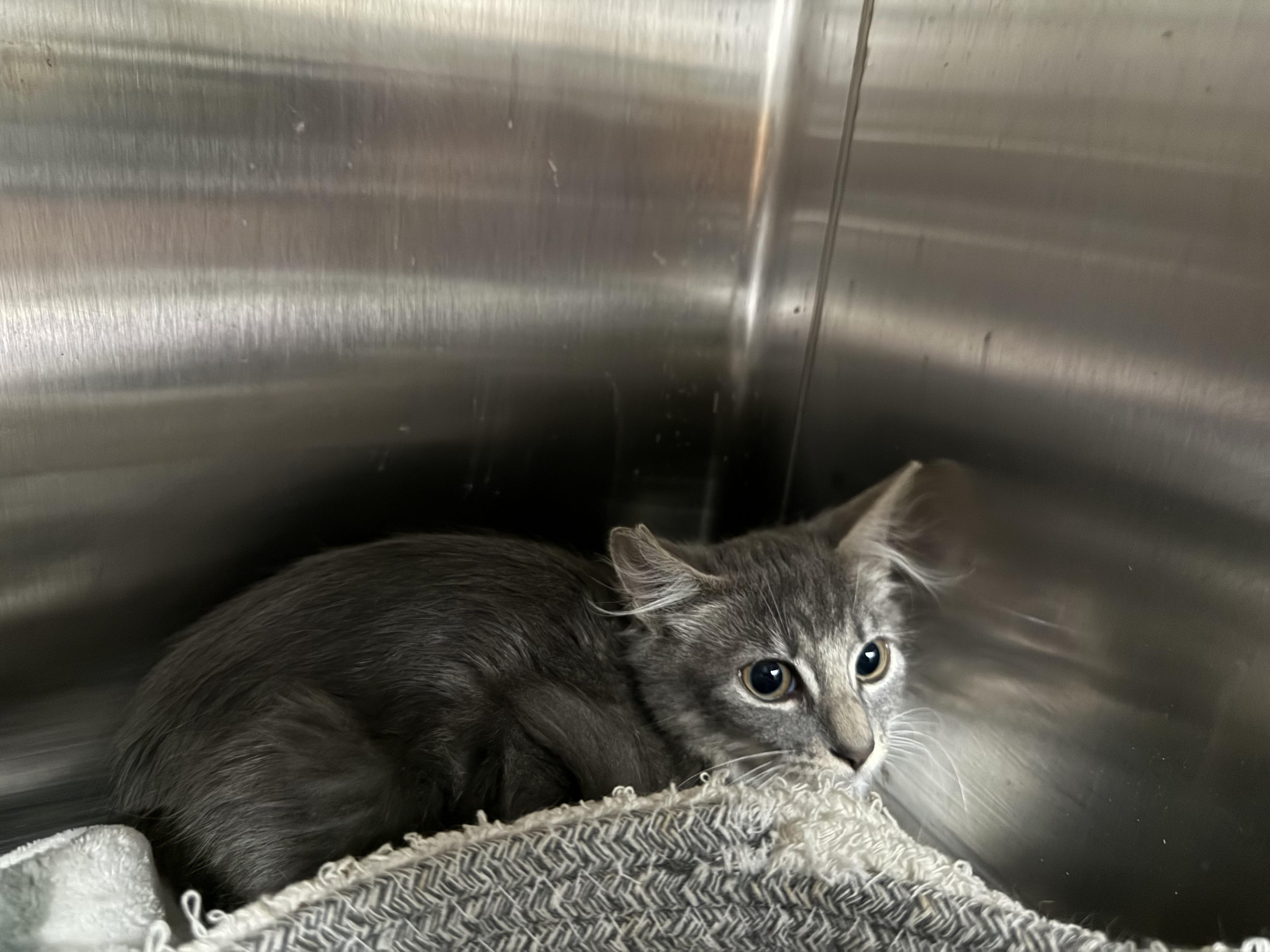 Enlarge Silver, a Adopted mixed breed in Honolulu, HI image 2/5