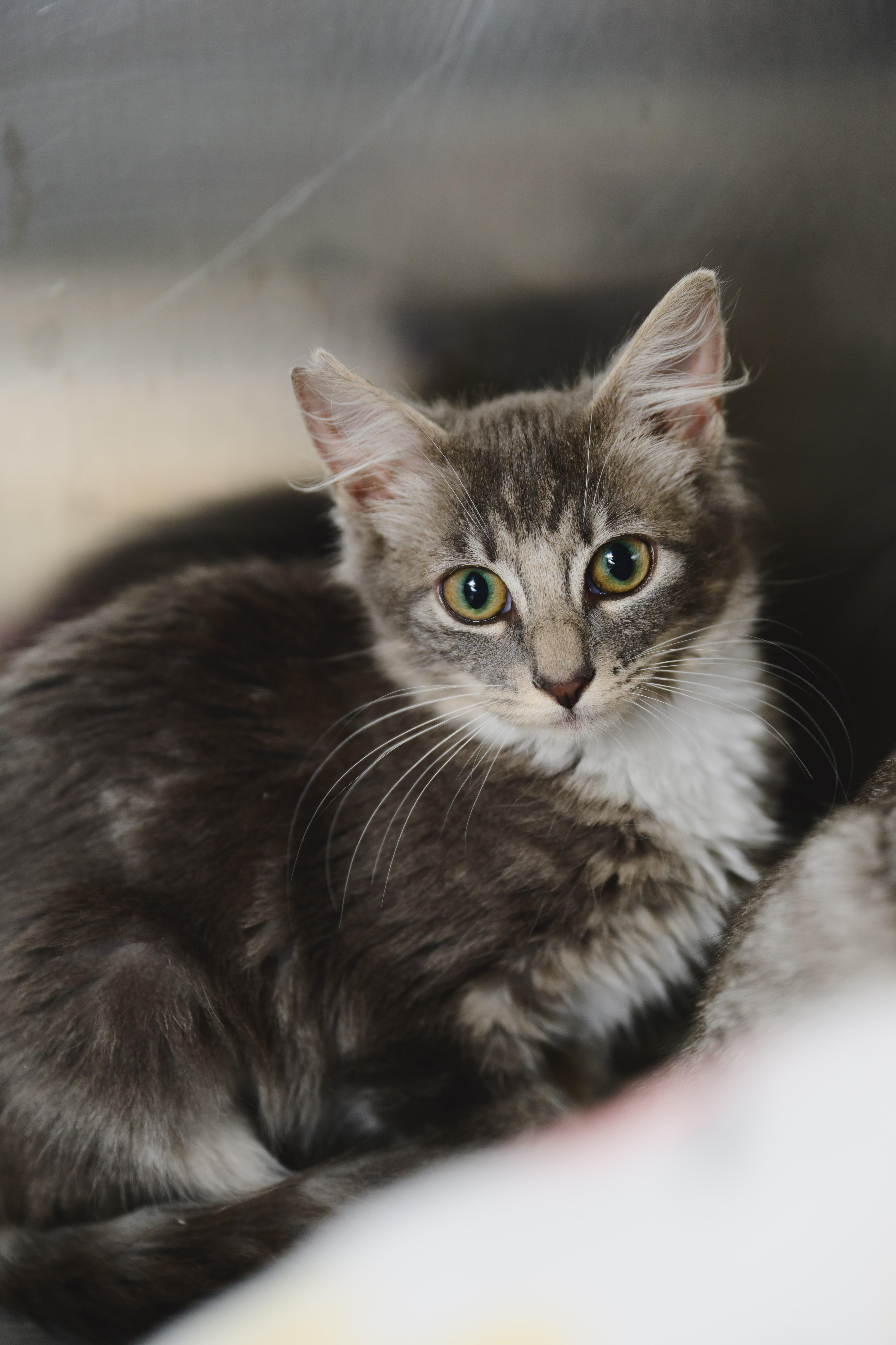 Enlarge Silver, a Adopted mixed breed in Honolulu, HI image 3/5