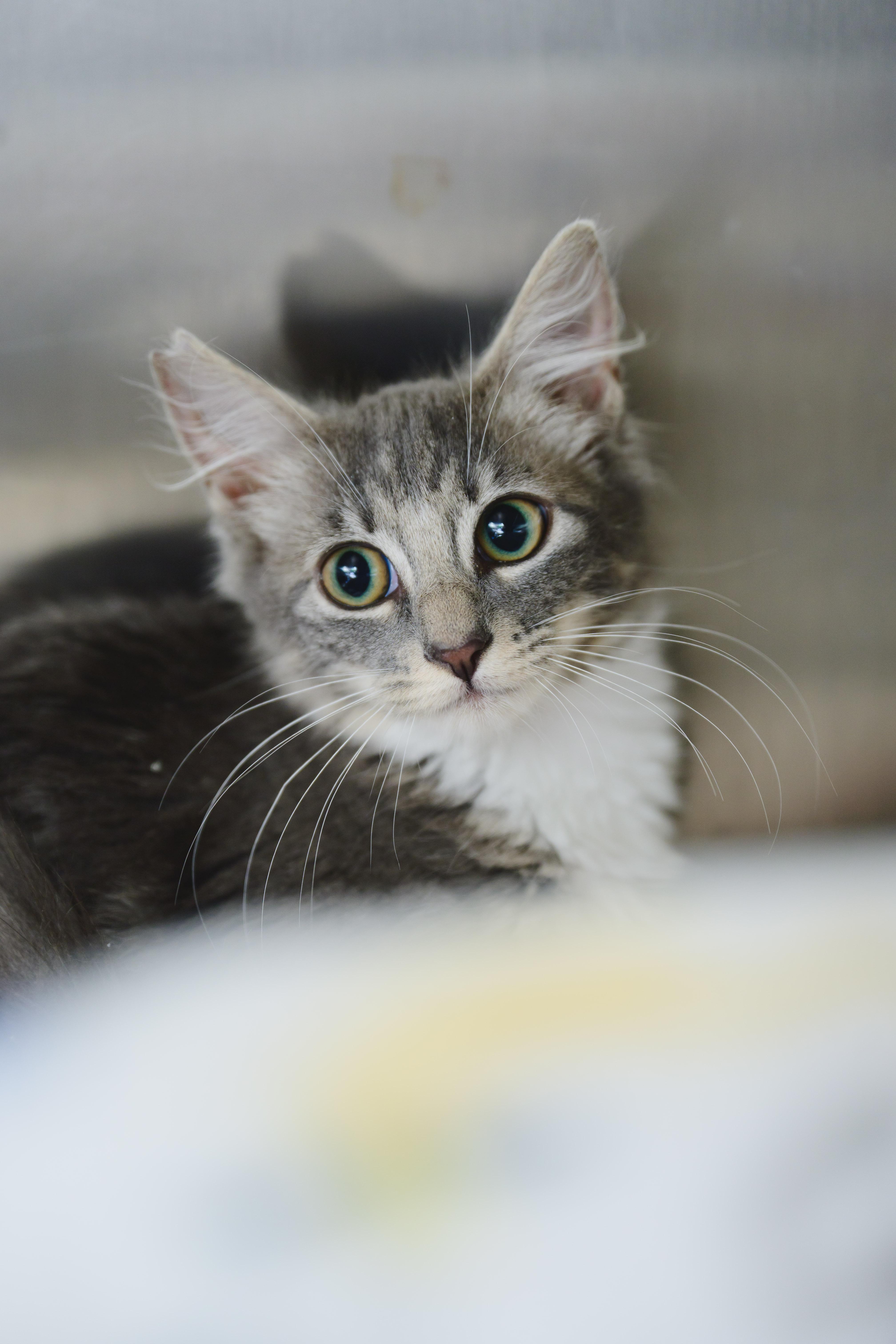 Enlarge Silver, a Adopted mixed breed in Honolulu, HI image 5/5
