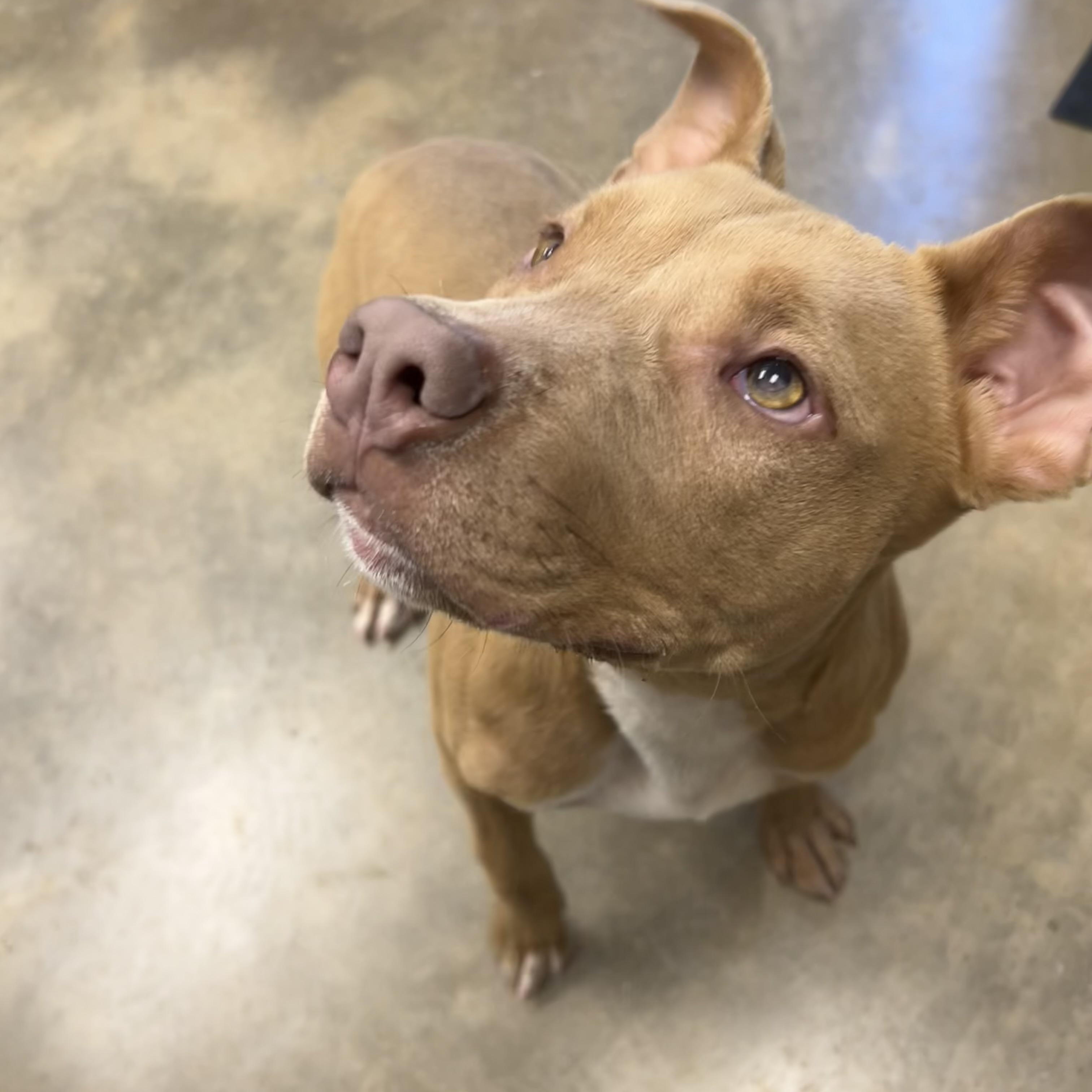 Jules, a ADOPTABLE mixed breed in Warr Acres, OK image 2/3