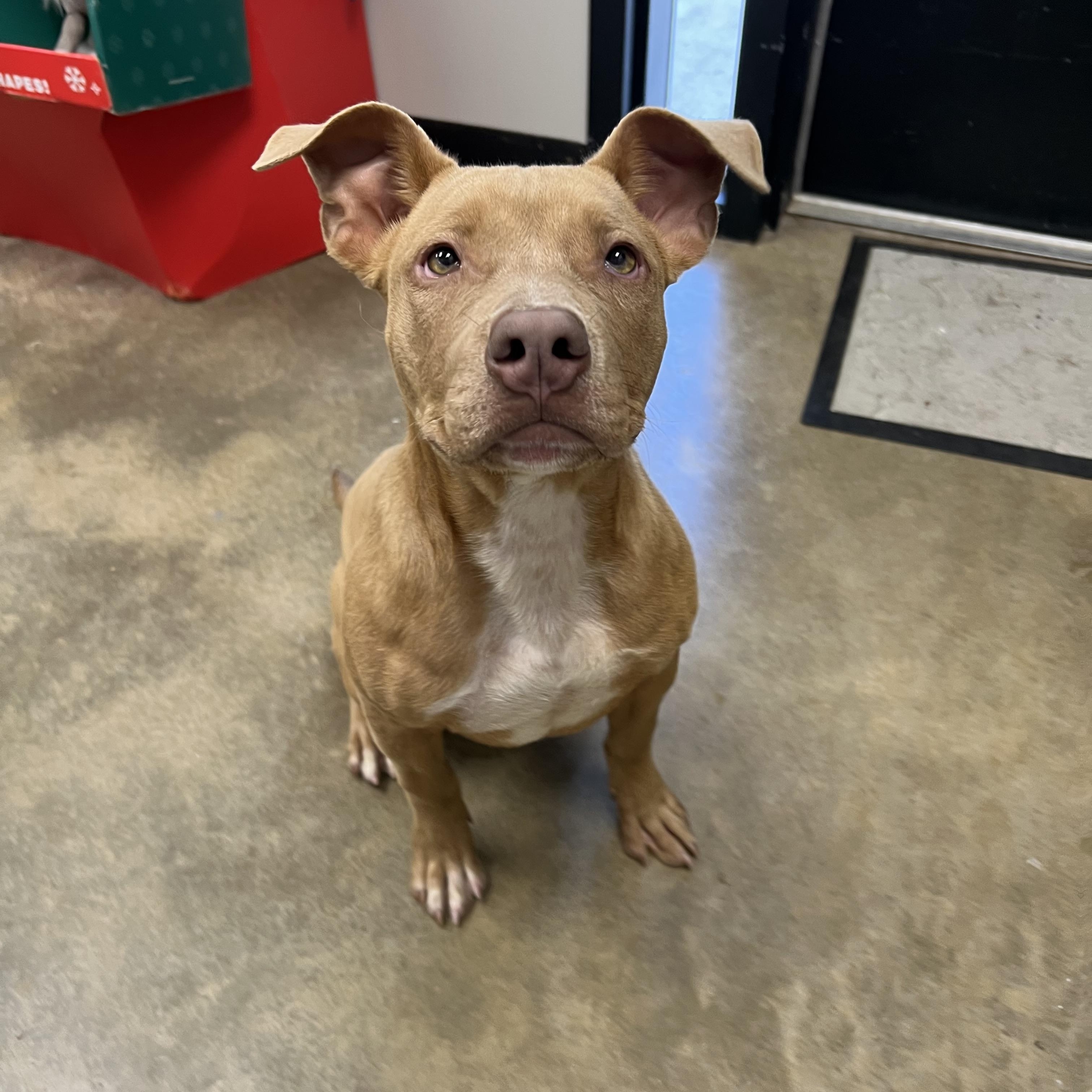 Jules, a ADOPTABLE mixed breed in Warr Acres, OK image 1/3