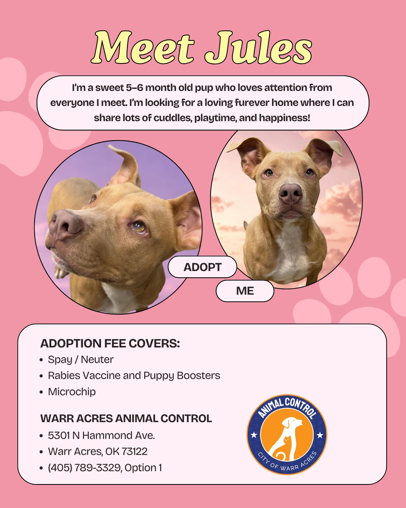 Jules, a ADOPTABLE mixed breed in Warr Acres, OK image 3/3