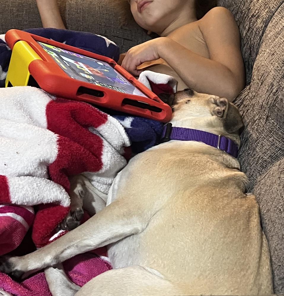 Enlarge Willow, a Adoptable mixed breed in Plymouth, MI image 1/6