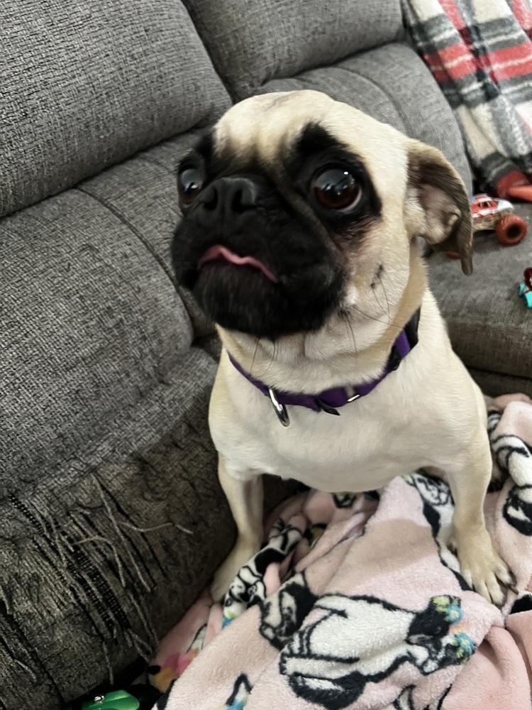 Enlarge Willow, a Adoptable mixed breed in Plymouth, MI image 6/6