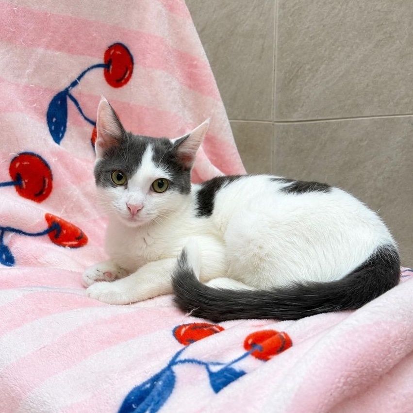 Benny, a Adoptable mixed breed in Moriches, NY image 1/3