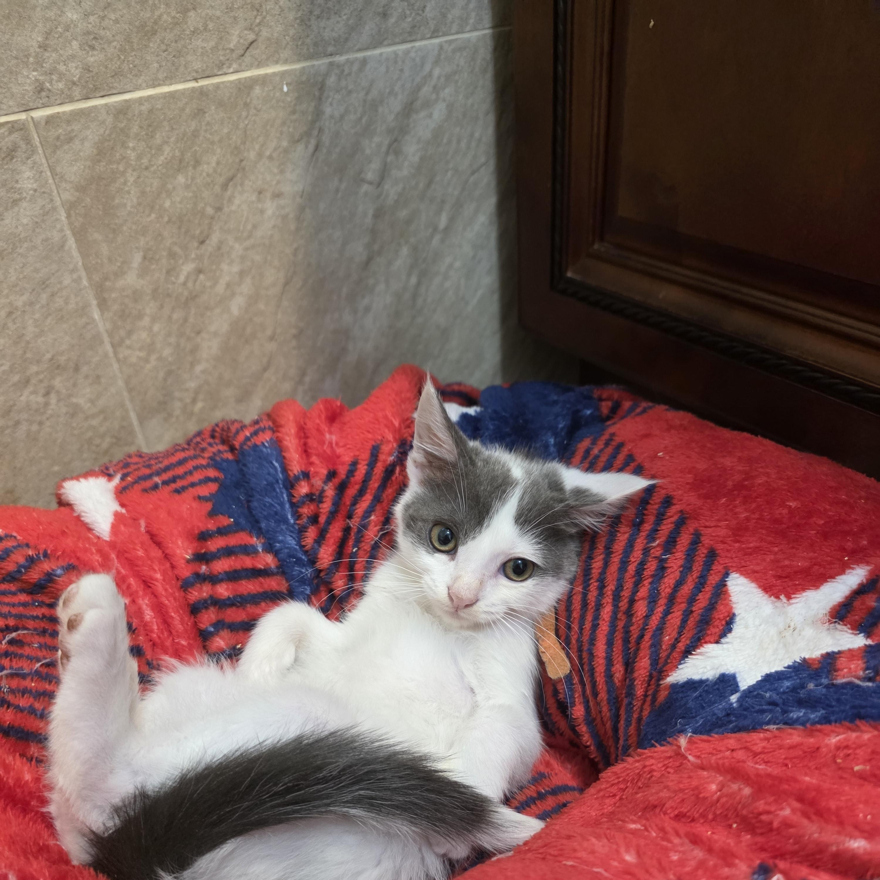Benny, a Adoptable mixed breed in Moriches, NY image 3/3
