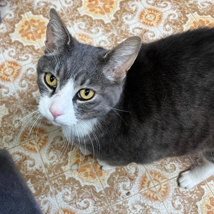 Garfield, Adoptable, Adult Male Domestic Short Hair.