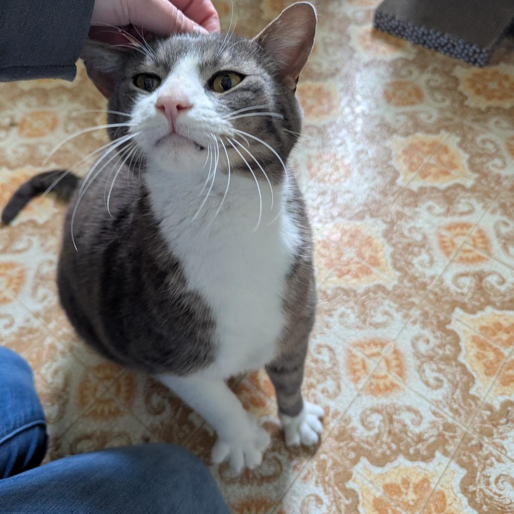 Enlarge Garfield, a Adoptable mixed breed in Aberdeen, WA image 2/2