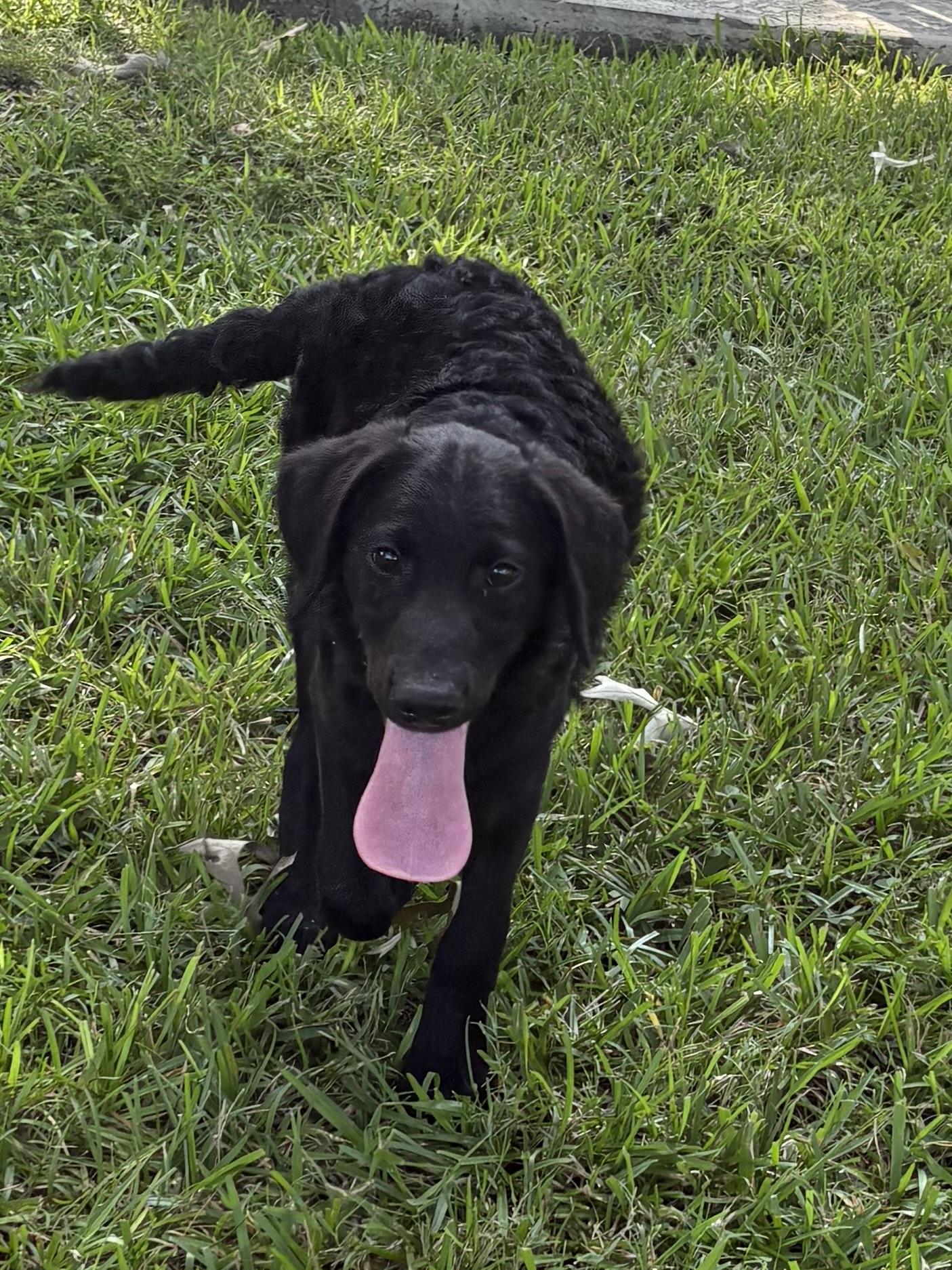 Virginia, an adoptable Aussiedoodle in Baker, LA, 70714 | Photo Image 4