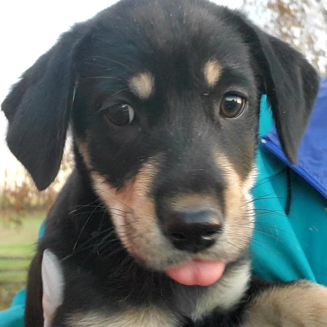 Snowball , adopted, Puppy Female Goldendoodle & Shepherd.