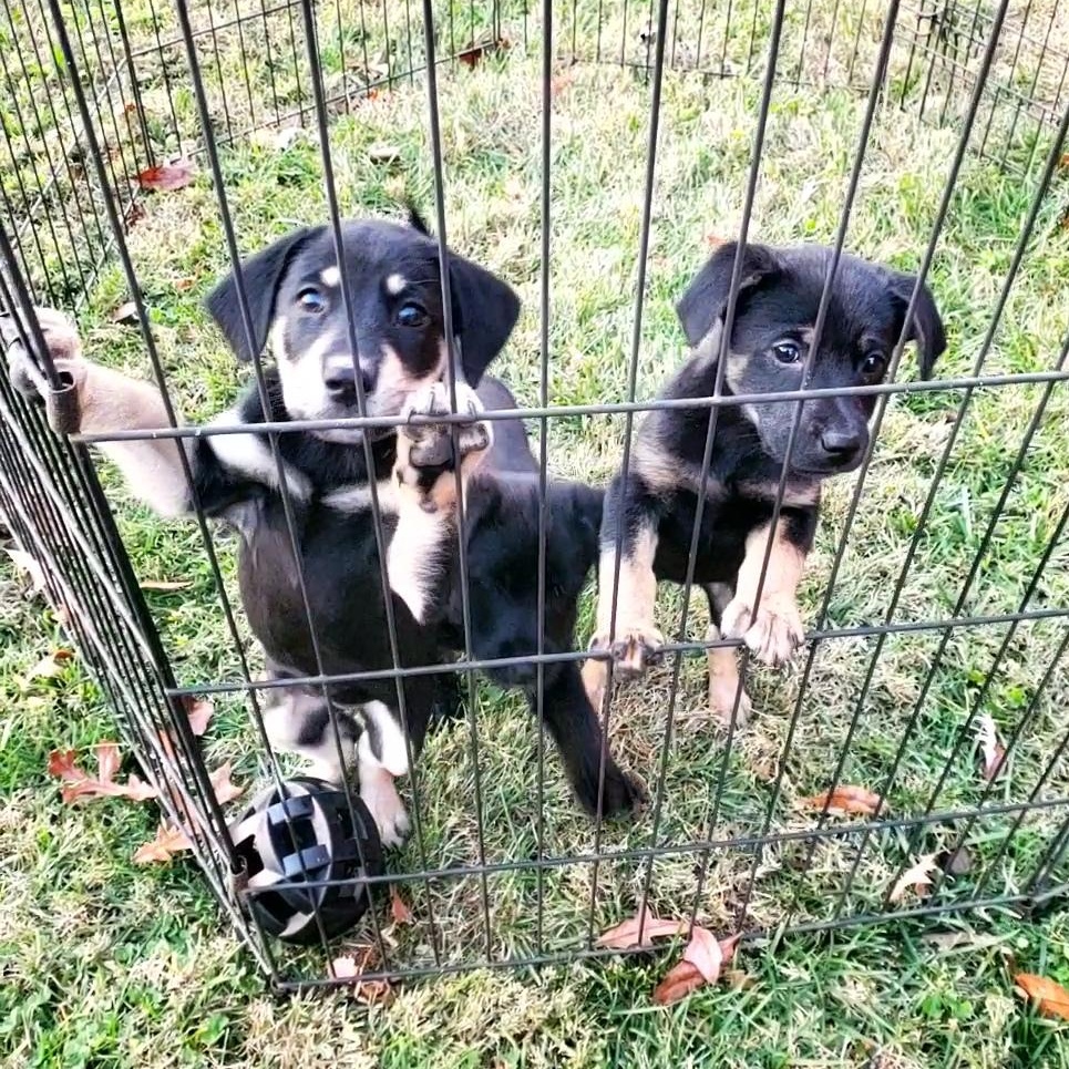 Enlarge Snowball , an adopted mixed breed in Goshen, KY image 2/4