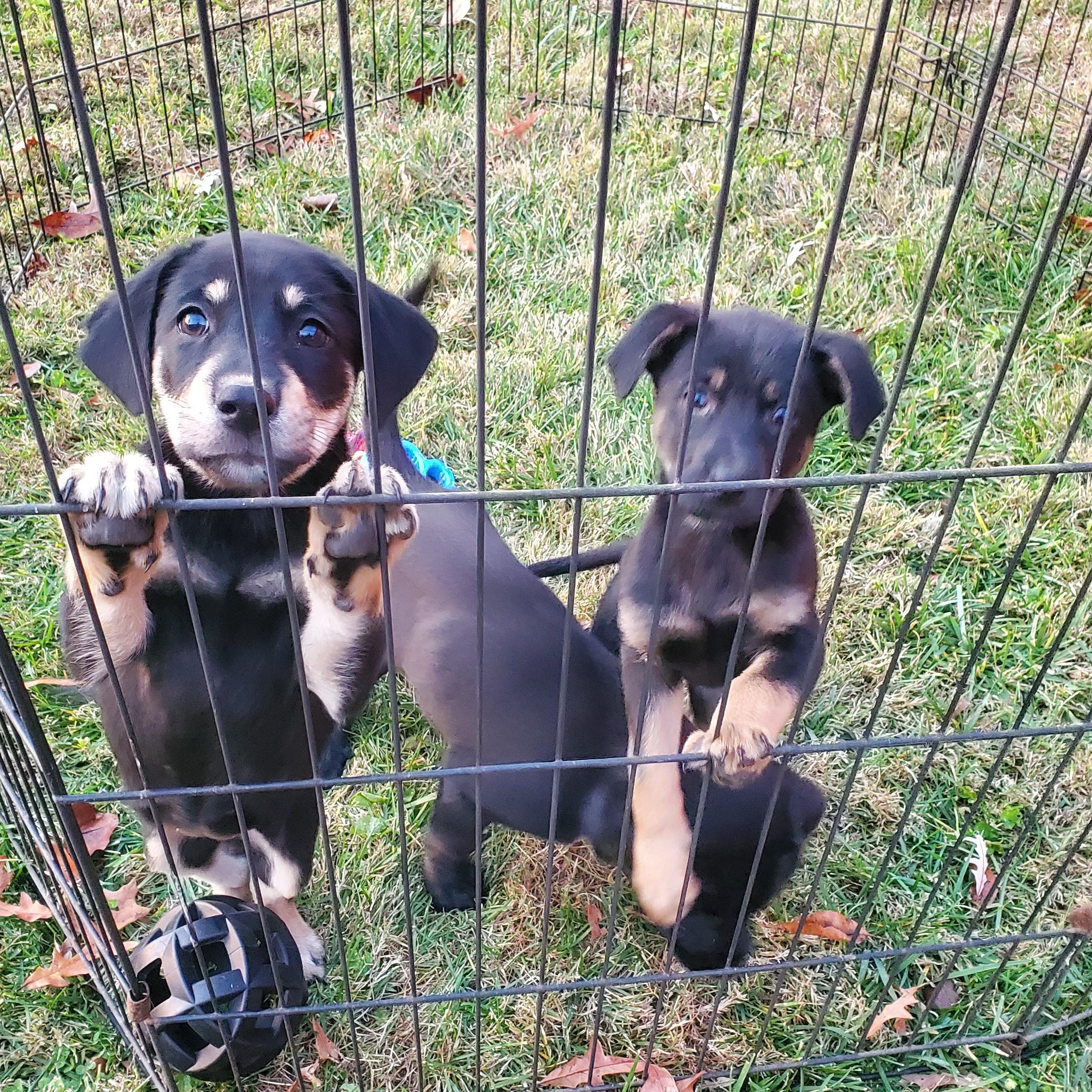 Enlarge Snowball , an adopted mixed breed in Goshen, KY image 3/4