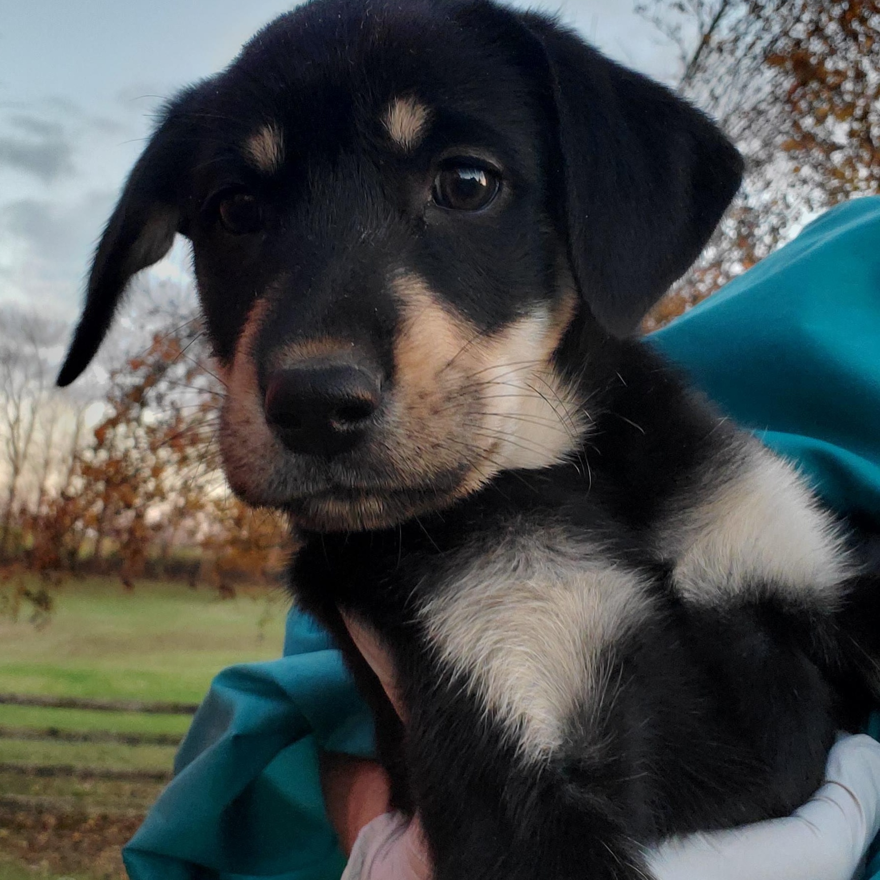 Enlarge Snowball , an adopted mixed breed in Goshen, KY image 4/4