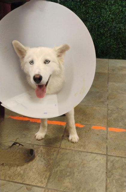 Enlarge 59222205, a Adoptable mixed breed in El Paso, TX image 1/1