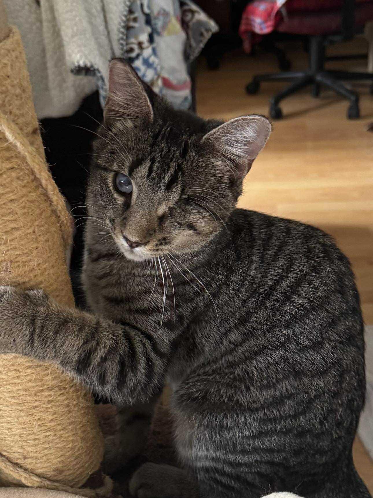 Enlarge Rhapsody, a Adoptable Domestic Short Hair in Gettysburg, PA image 1/3