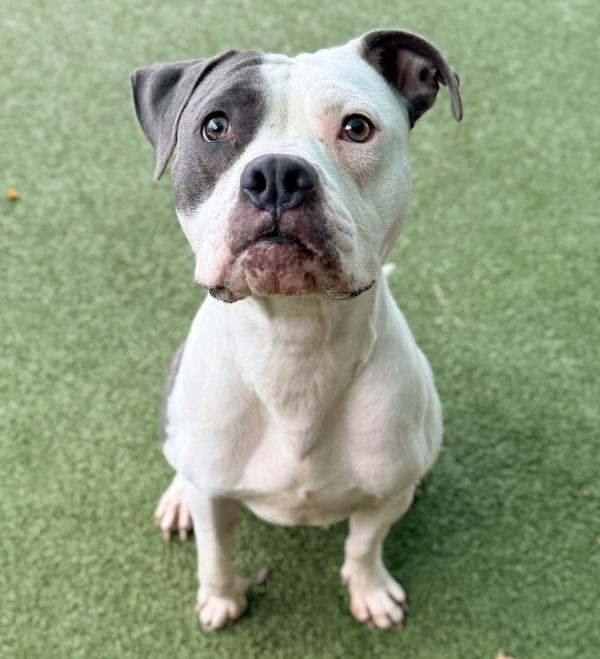 Sophie, Adoptable, Adult Female Pit Bull Terrier.