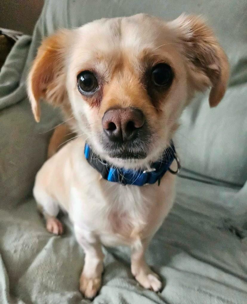 Enlarge Charlie, a ADOPTABLE mixed breed in Flossmoor, IL image 2/2